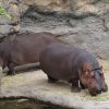 イベント：天王寺動物園（おーじー＆ライマン）