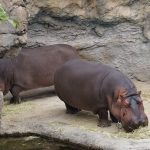 イベント：天王寺動物園（おーじー＆ライマン）
